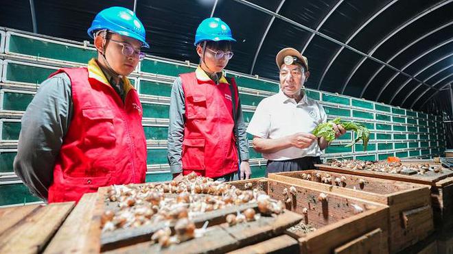 进车间、下田头…… 电力助企助农高质量发展英雄联盟的赛事竞猜(图1)